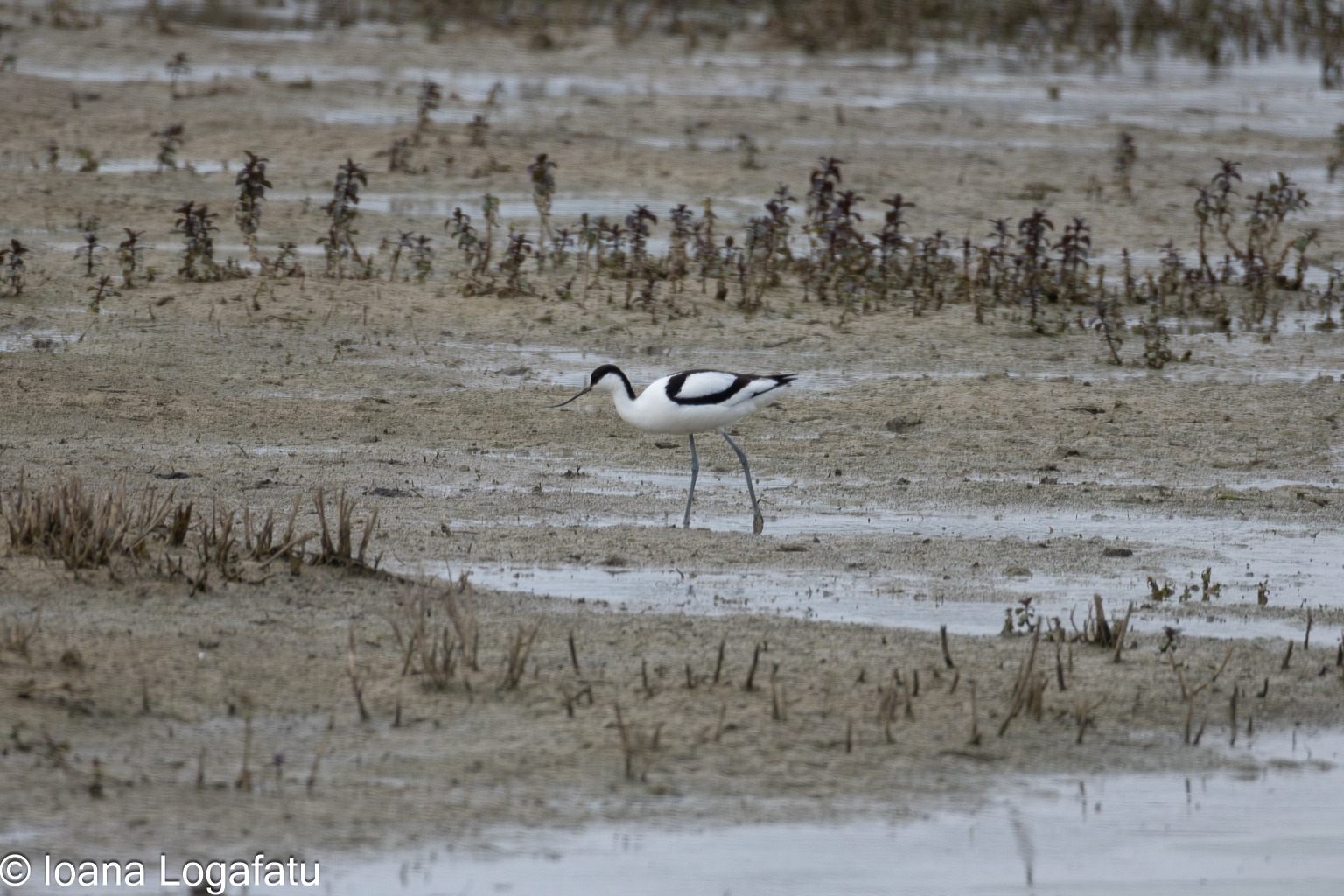 Elegant bird foraging in a serene wetland